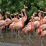 Der Valk Avifauna