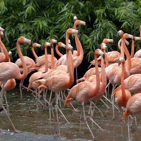 Der Valk Avifauna